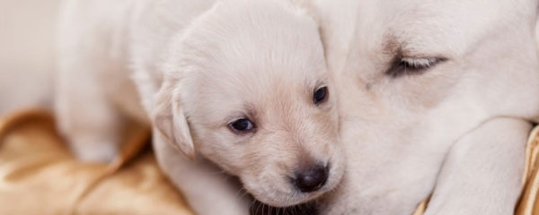 Vermifuge chien
