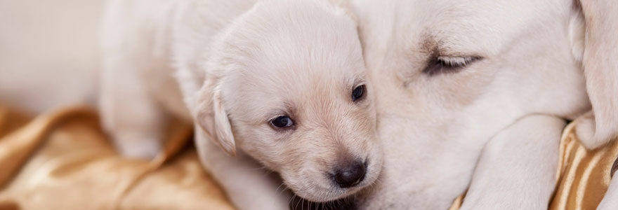 Vermifuge chien